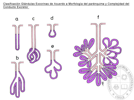Resultado de imagen de clasificación morfológica tejido glandular"